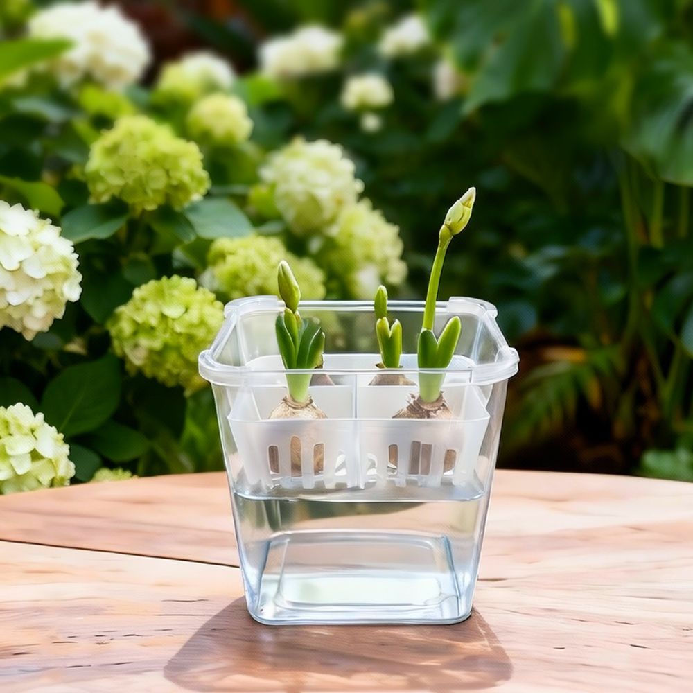 Hydroponic Vase For Tulip Lily - đánh giá và giá Vase Decor